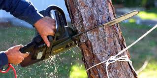 Best Arborist Consultation Services  in Hugo, OK