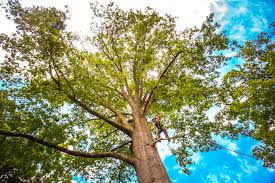 Best Tree and Shrub Care  in Hugo, OK