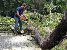 How Our Tree Care Process Works  in Hugo, OK