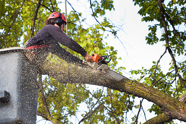 Best Hedge Trimming  in Hugo, OK