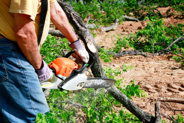 Best Tree Removal  in Hugo, OK